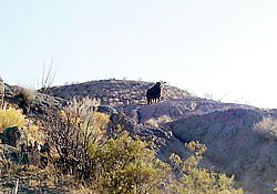 history of Las Cruces New Mexico Picacho Peak development